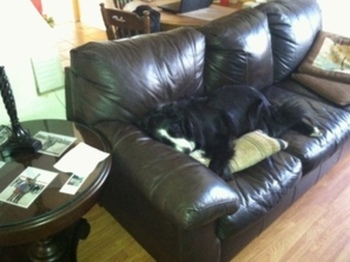 Resting after climbing a tree.